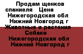 Продам щенков спаниеля › Цена ­ 3 000 - Нижегородская обл., Нижний Новгород г. Животные и растения » Собаки   . Нижегородская обл.,Нижний Новгород г.